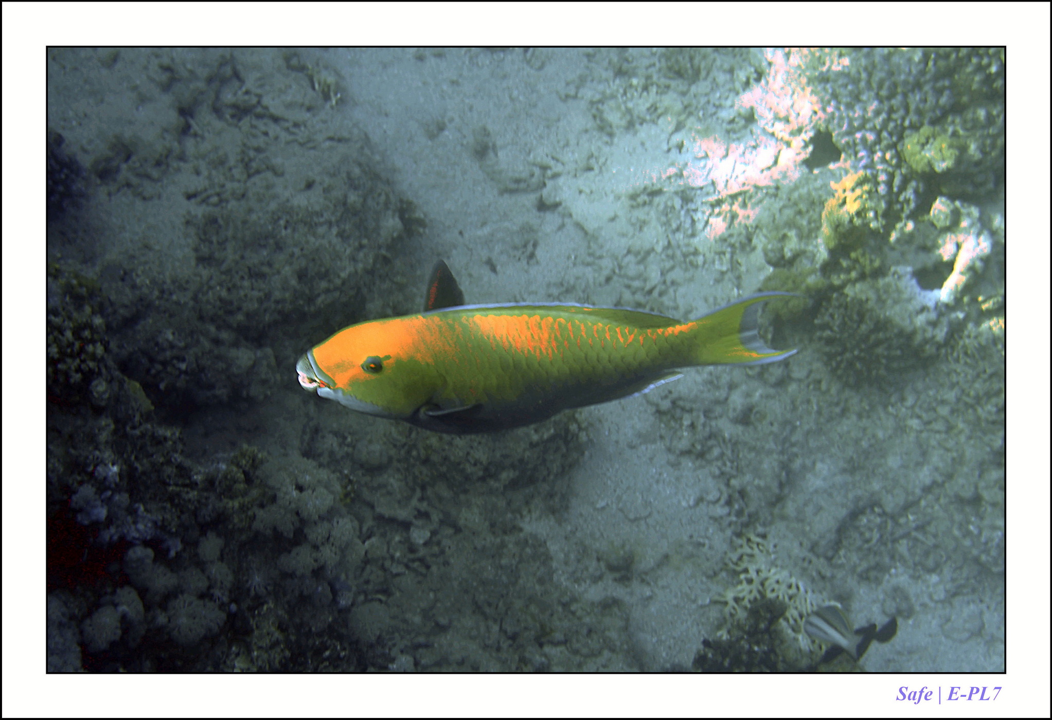 2023 - 03 - Charm El Sheikh - 42